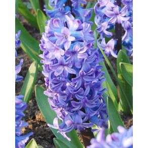 Delfts Blauw