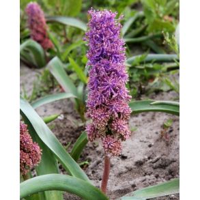 Muscari Plumosum