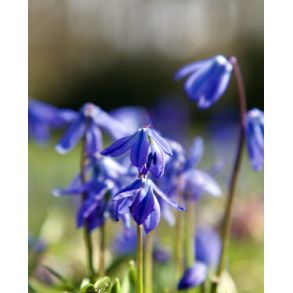 Scilla Siberica