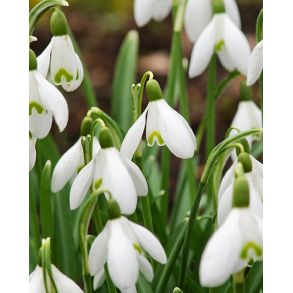 Galanthus Nivalis