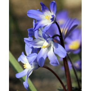 Chionodoxa Luciliae