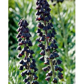 Fritillaria Persica