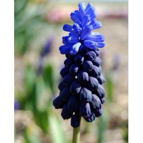 Muscari Latifolium