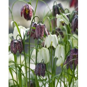 Fritillaria Meleagris mix