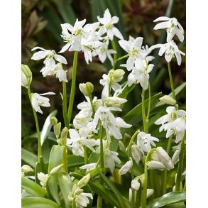 Scilla Siberica Alba