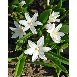 Chionodoxa Luciliae Alba