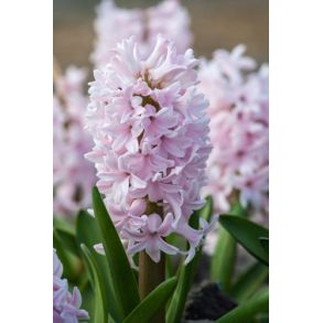 China Pink