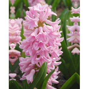 Pink Surprise