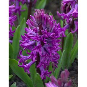 Purple Sensation