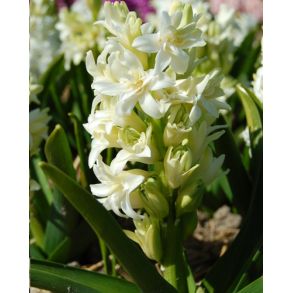 Double white