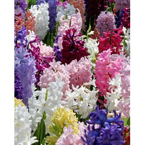 Hyacinths Mix