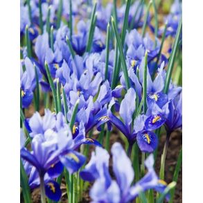 Iris Riticulata Alida