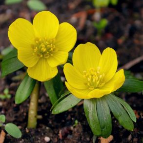 Eranthis Cillicica