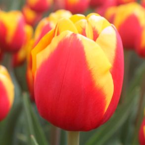 Tulipan Jumpshot 12/+ - l�g, R�d/Gul, 40 cm.