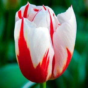 Tulipan Happy Generation 11/12 -  l�g, r�d/hvid, 45 cm.