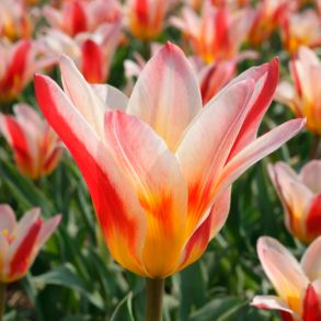 Tulipan Floresta 11/12 - l�g, hvid/r�d, 35 cm.