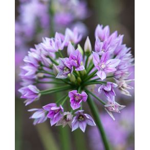 Allium Eros