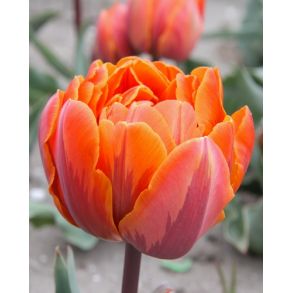 Orange princess