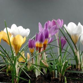 Large Flowering Mixed