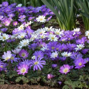 Anemone Mix