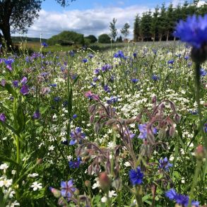 Blomsterblanding sommerfugl, 1 kg.
