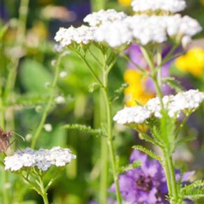 Engblanding til lerjord